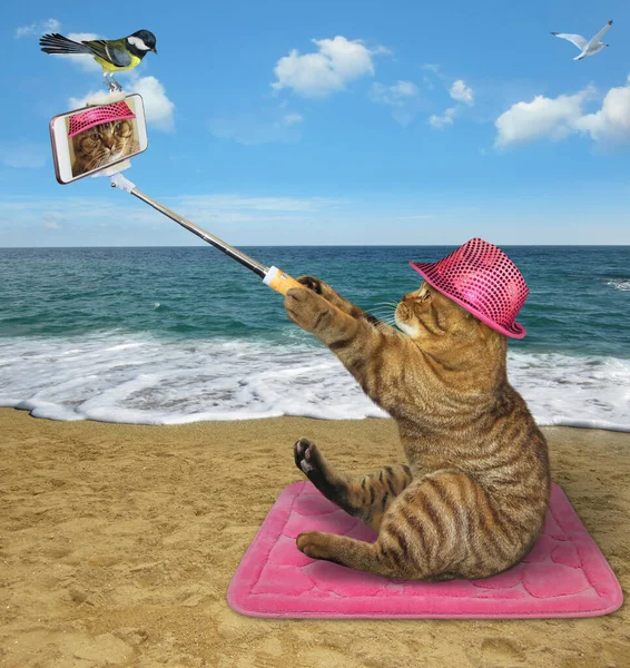 Gato Beige Sombrero Rosa Con Teléfono Inteligente Toma Una Selfie — Foto de Stock