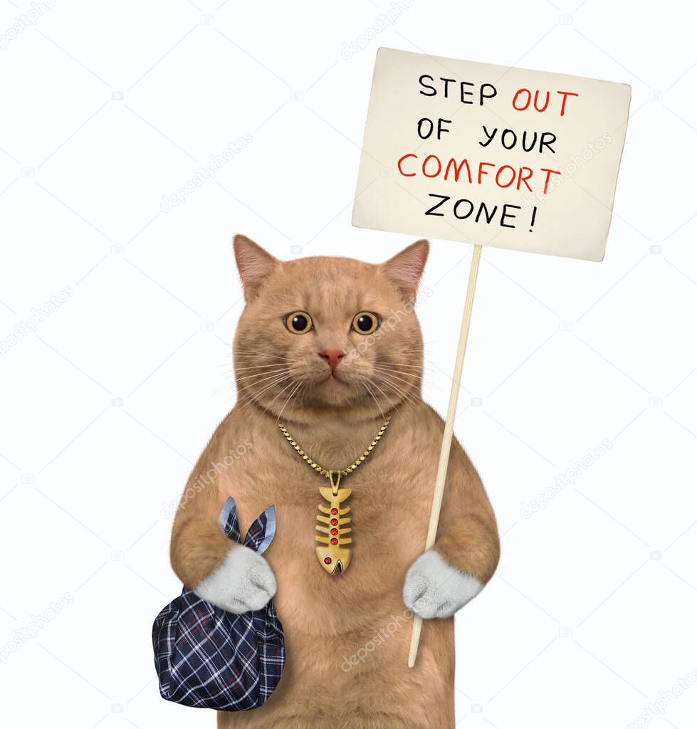 A reddish cat holds a poster that says step out of your comfort zone. White background. Isolated.