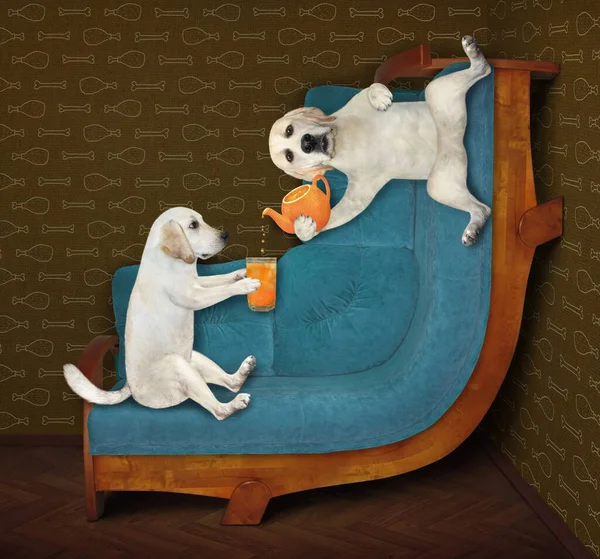 Dos Perros Labradores Están Sentados Sofá Curvo Bebiendo Jugo Naranja —  Fotos de Stock