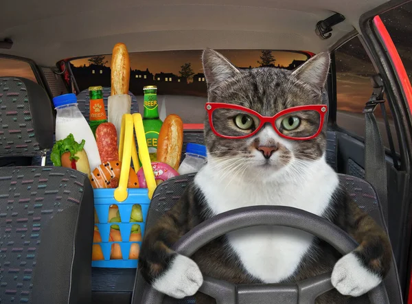 A colored cat in glasses drives a car on the highway at night. A shopping basket with food is next to him.