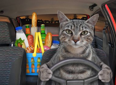 Gri bir kedi geceleyin otoyolda araba sürer. Yanında yiyecek dolu bir alışveriş sepeti var..