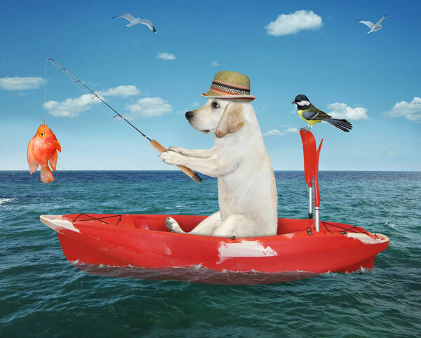 A dog labrador fisherman in a red row boat caught a gold fish in the sea.