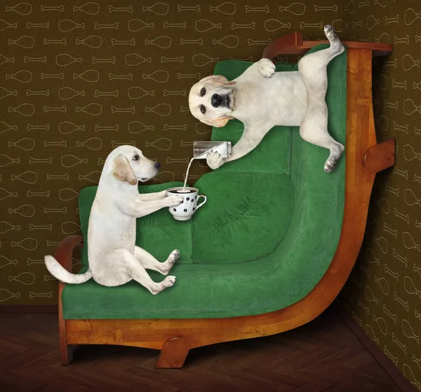 Dos Perros Labradores Están Sentados Sofá Curvo Tomando Café Casa —  Fotos de Stock