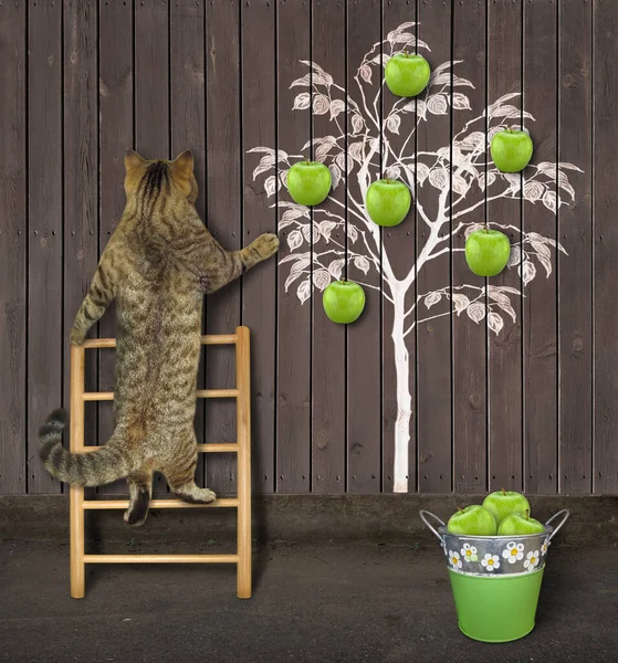 Gato Beige Recoge Manzanas Verdes Del Árbol Dibujado Valla Madera — Foto de Stock