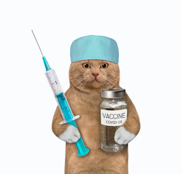 Rödaktig Kattläkare Medicinsk Hatt Håller Flaska Vaccin Och Spruta Vit — Stockfoto