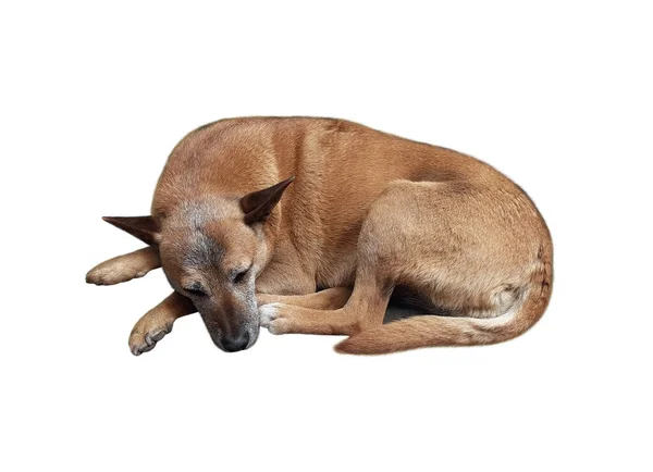 Een Rode Hond Ligt Slaapt Witte Achtergrond Geïsoleerd — Stockfoto