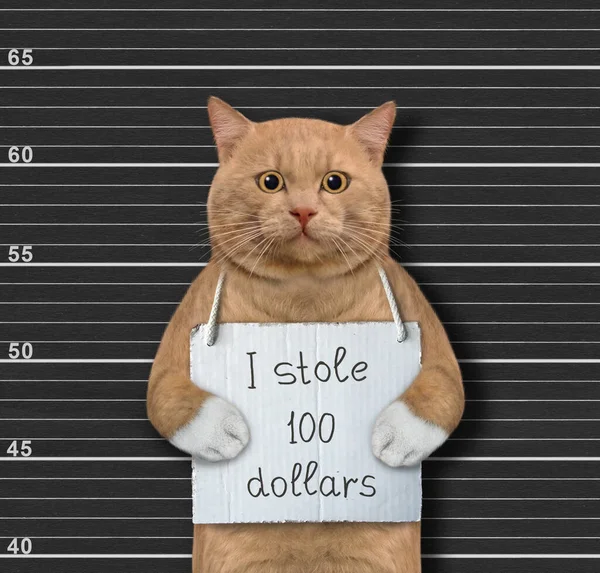 Een Roodachtige Kat Werd Gearresteerd Hij Heeft Een Bord Zijn — Stockfoto