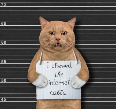 Kırmızımsı bir kedi tutuklandı. Boynunda internet kablosunu çiğnediğime dair bir tabela var. Polis sicil kaydı.