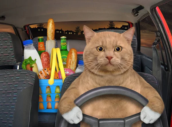 Reddish Cat Drives Car Highway Night Shopping Basket Food Next Stock Photo  by ©Iridi 466971344