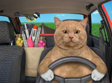 Kırmızımsı bir kedi otoyolda araba sürer. Yanında ilaç dolu bir kese kağıdı var..
