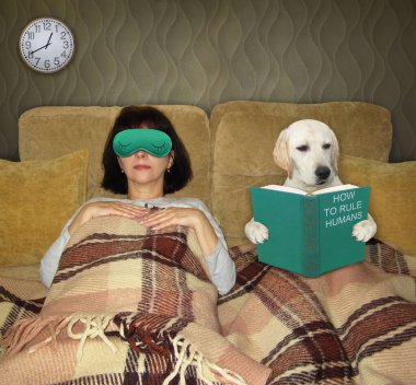 Bir yatakta zeki bir köpek Labrador 