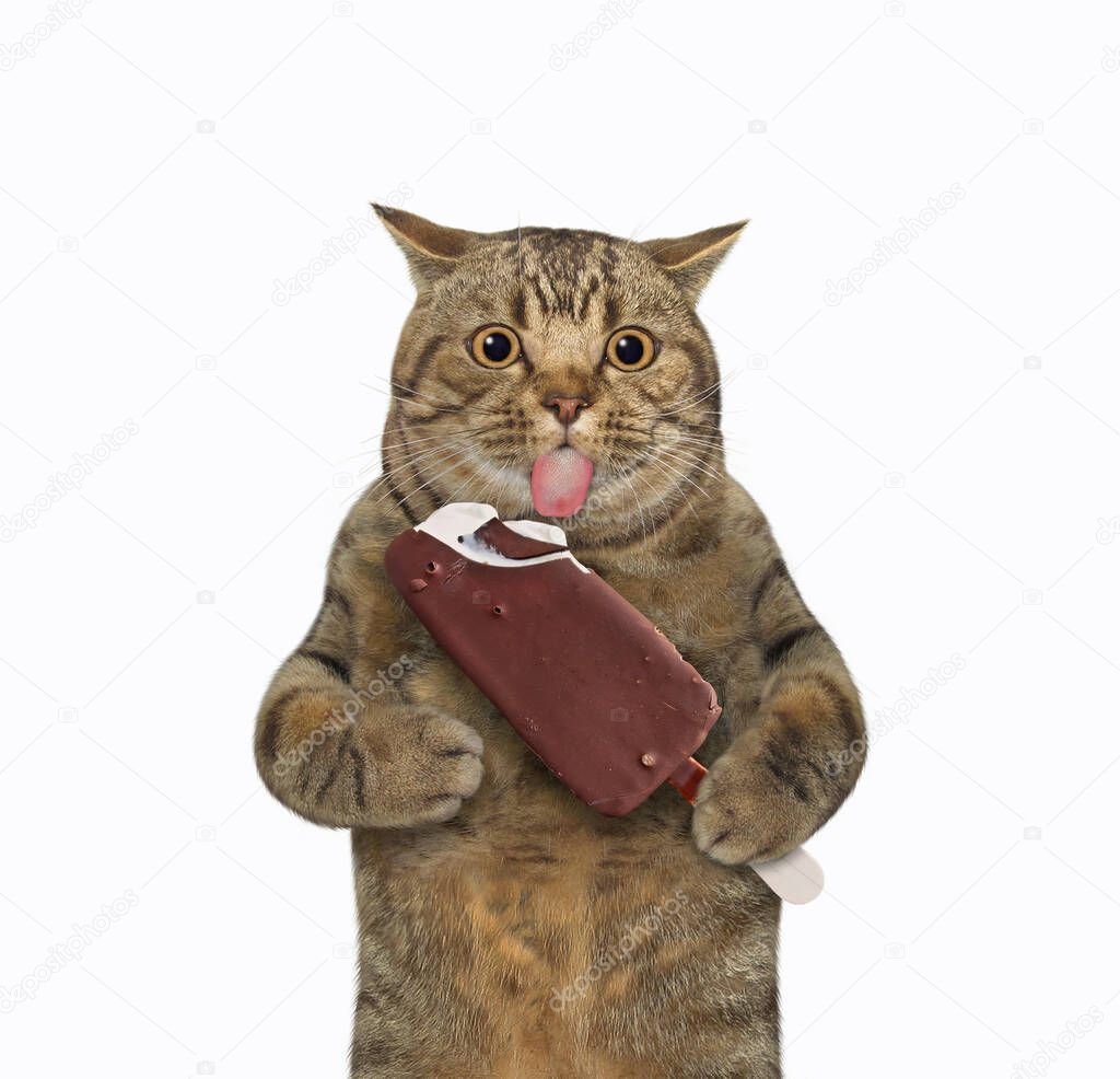 A beige cat holds an ice cream in chocolate glazed on a stick. White background. Isolated.