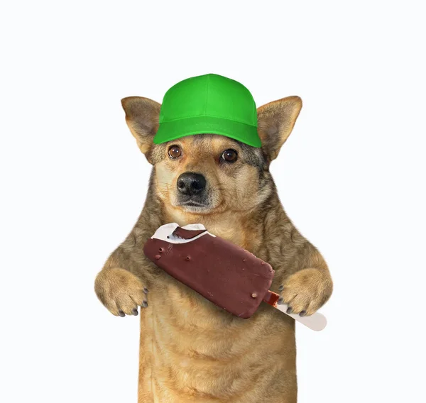 Beige Dog Green Cap Holds Ice Cream Chocolate Glazed Stick — Stock Photo, Image
