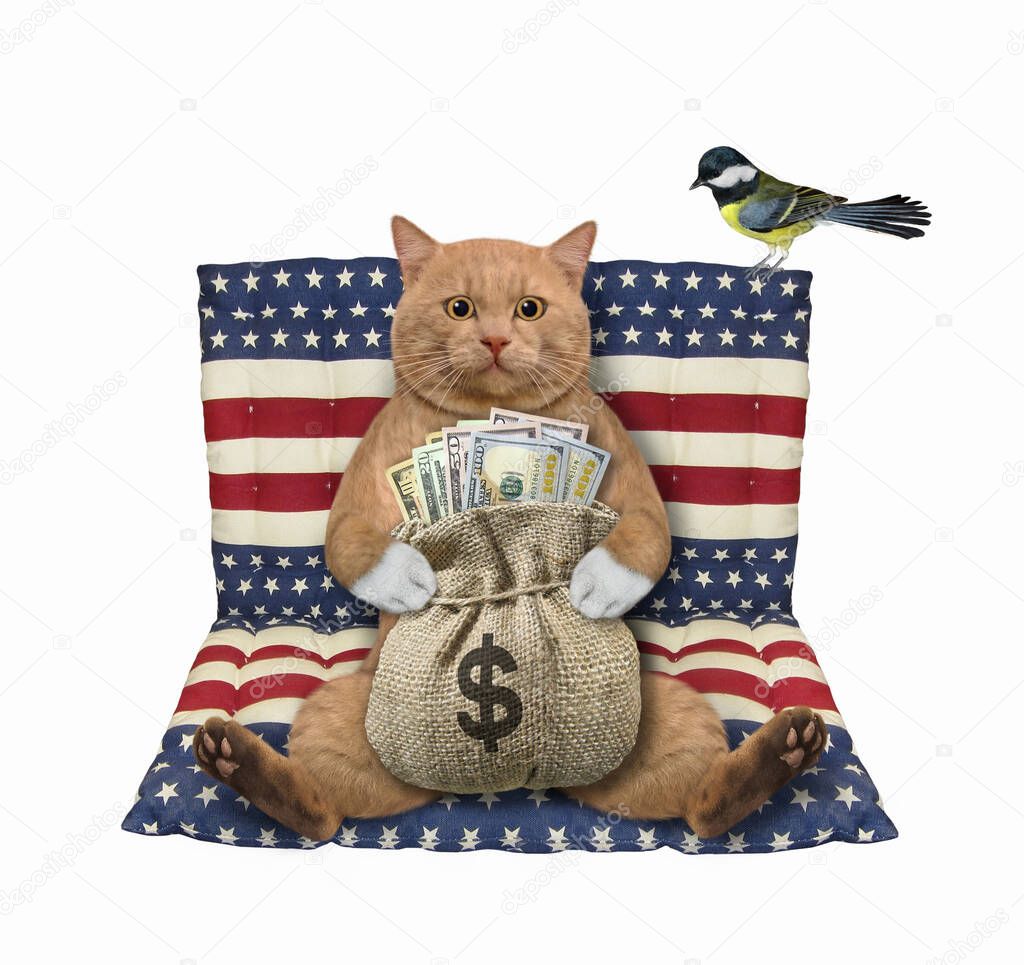 A reddish cat sits with a jute sack of dollars on an american air bed. White background. Isolated.