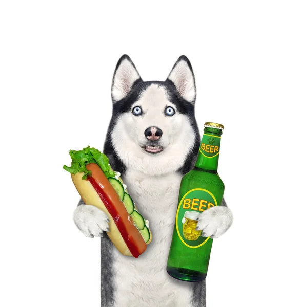 Pies Husky Trzyma Butelkę Piwa Hot Doga Białe Tło Izolacja — Zdjęcie stockowe