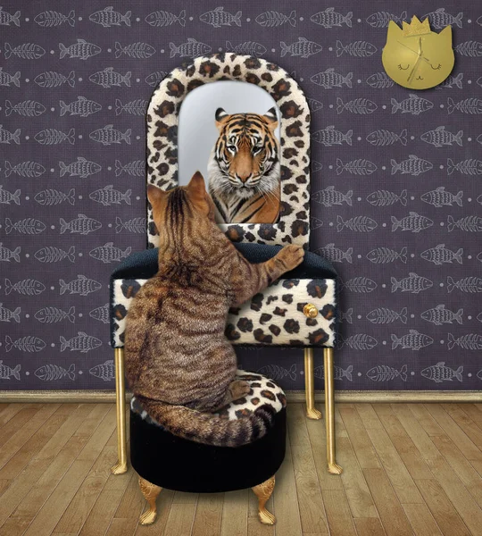 Gato Beige Mira Espejo Casa Tigre Allí — Foto de Stock