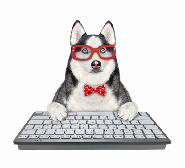 Programador Husky Perro Una Pajarita Roja Gafas Está Escribiendo Teclado — Foto de Stock