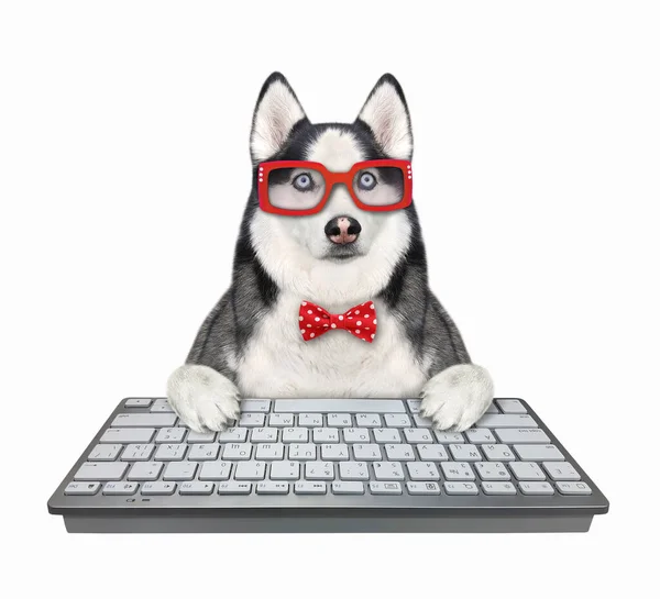 Hundeskinnsprogrammerer Med Rød Sløyfe Briller Skriver Tastatur Hvit Bakgrunn Isolert – stockfoto