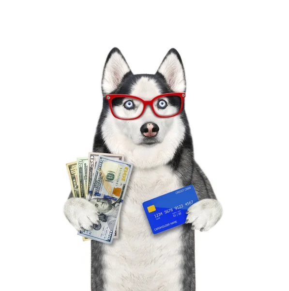 Cão Com Óculos Tem Cartão Crédito Dólares Fundo Branco Isolados — Fotografia de Stock