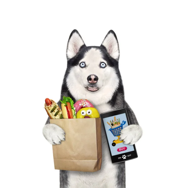 Ένα Σκυλί Husky Παραγγελίες Τροφίμων Από Smartphone Λευκό Φόντο Μεμονωμένα — Φωτογραφία Αρχείου