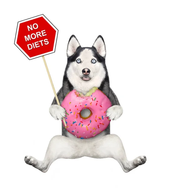 Een Hond Husky Zit Met Een Roze Donut Een Bord — Stockfoto