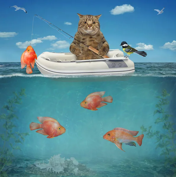 Beige Cat Fisherman Inflatable Rubber Boat Caught Gold Fish Sea — Stock Photo, Image