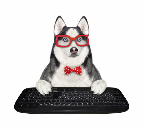 赤い蝶ネクタイと眼鏡の犬のハスキープログラマーは コンピュータのキーボードを入力しています 白地だ — ストック写真