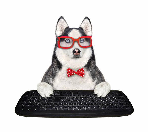 A dog husky programmer in a red bow tie and glasses is typing on a keyboard of computer. White background. Isolated.