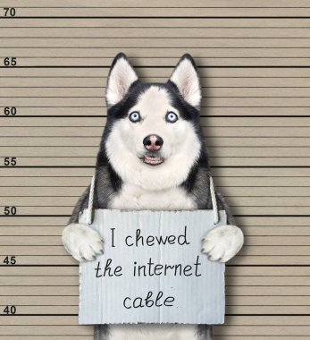 Bir köpek Husky tutuklandı. Boynunda internet kablosunu çiğnediğime dair bir tabela var. Polis sicil kaydı.