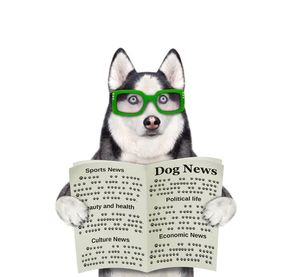 戴眼镜的狗哈士奇手里拿着一张开着的报纸 白色背景 被隔离了 — 图库照片