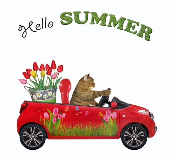 A beige cat drives a red car with a pail of tulips. Hello summer. White background. Isolated.