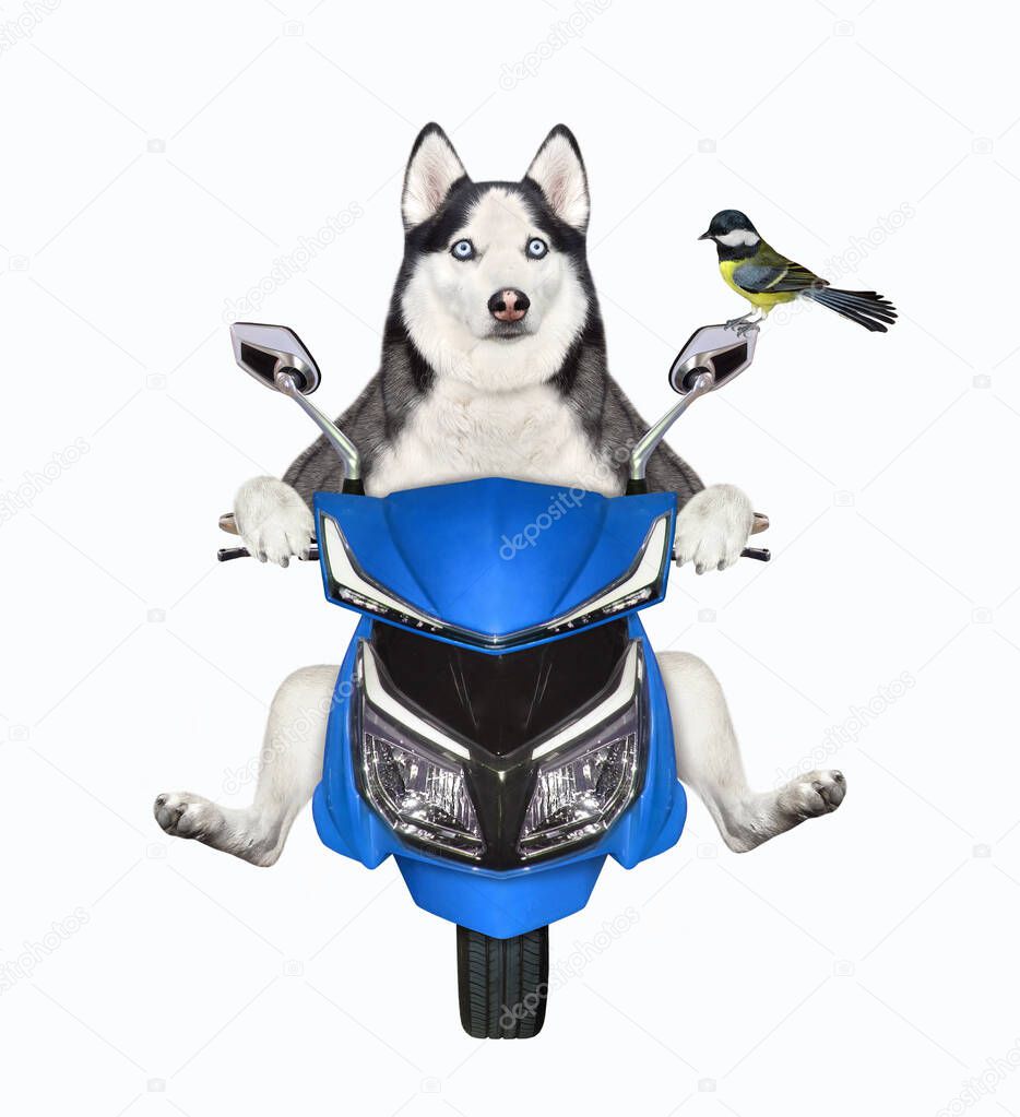 A dog husky is riding a blue motorbike. White background. Isolated.