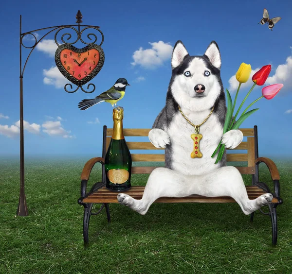 Ένα Σκυλί Husky Ένα Μπουκέτο Τουλίπες Και Ένα Μπουκάλι Κρασί — Φωτογραφία Αρχείου