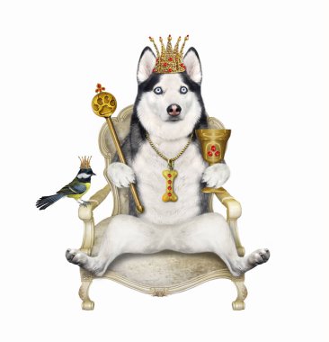 Tahtta altın bir taç takmış köpek bir asa ve bir kadeh tutuyor. Beyaz arka plan. İzole edilmiş.