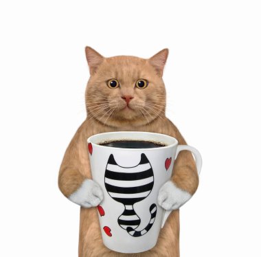 Kırmızımsı bir kedi büyük bir fincan kahve tutar. Beyaz arka plan. İzole edilmiş.