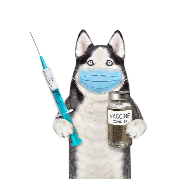 Médico Husky Perro Una Máscara Protección Tiene Frasco Vacunas Una — Foto de Stock