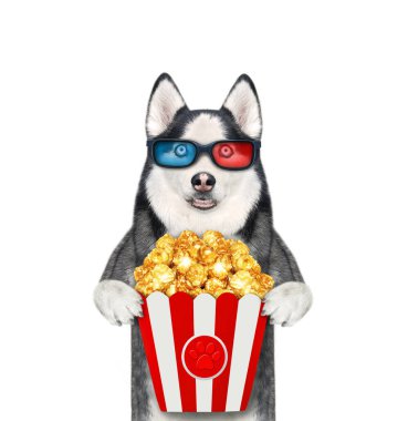 3D gözlüklü bir köpek kurt patlamış mısır yiyor ve film izliyor. Beyaz arka plan. İzole edilmiş.