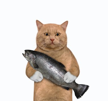 Kırmızımsı bir kedi büyük bir alabalık tutar. Beyaz arka plan. İzole edilmiş.