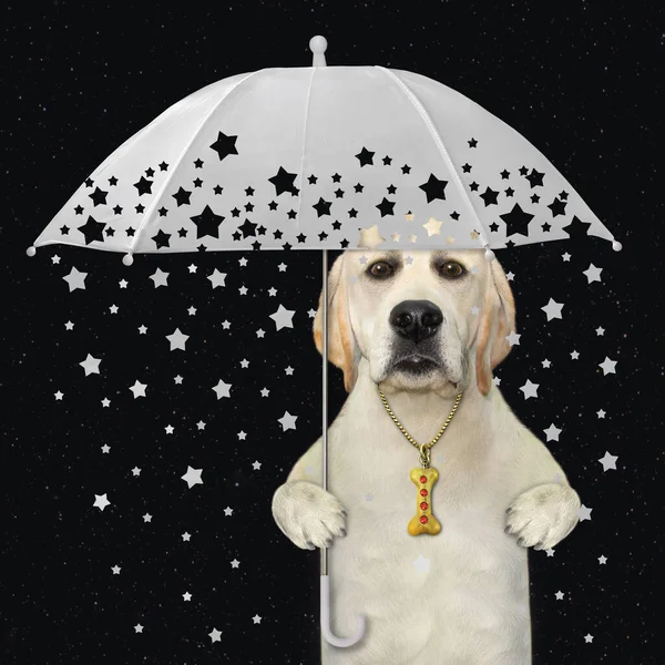 Ein Hundelabrador Unter Einem Weißen Regenschirm Mit Sternschnuppen Schwarzer Hintergrund — Stockfoto