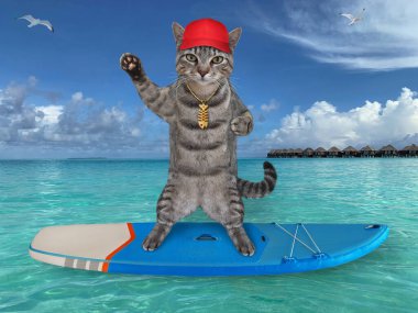 Kırmızı şapkalı gri bir kedi Maldivler 'de sörf tahtasında duruyor..