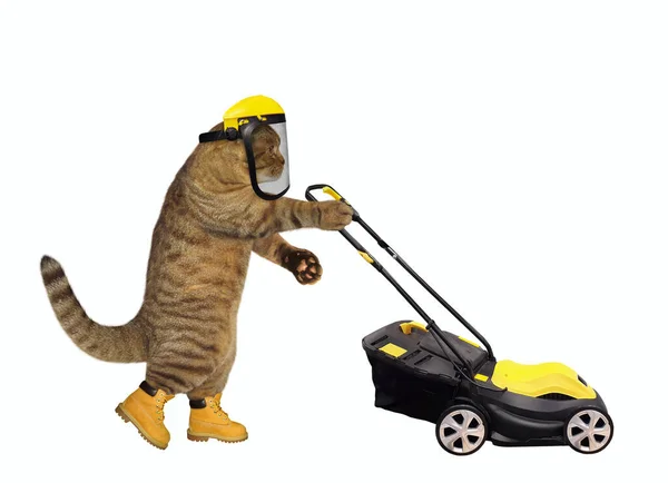完全なマスクを持つ黄色の安全ヘルメットのベージュの猫の庭師は芝刈り機を押します 白地だ — ストック写真