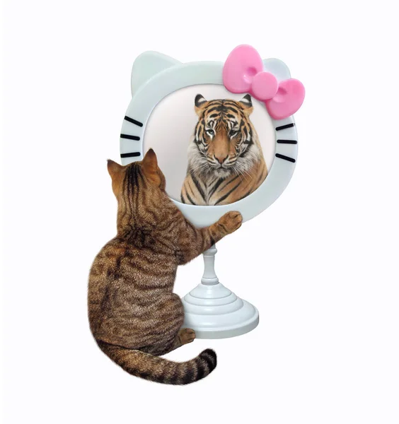 ベージュの猫は面白い丸い鏡を見ています 彼はそこでトラを見る 白地だ — ストック写真
