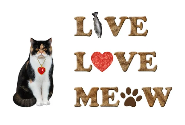 Eine Farbige Katze Sitzt Neben Einem Schriftzug Live Love Meow — Stockfoto