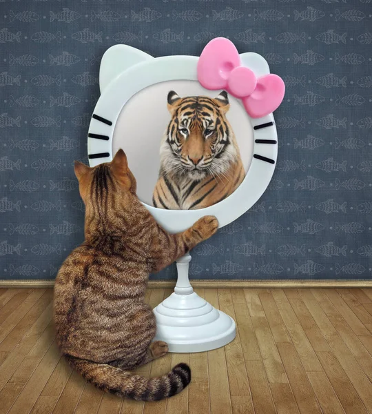Бежевая Кошка Смотрит Смешное Круглое Зеркало Дома Видит Тигра — стоковое фото