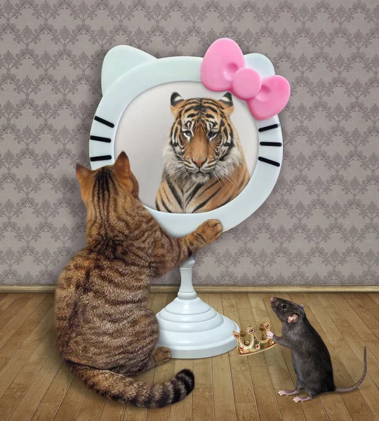 Beżowy Kot Spogląda Zabawne Okrągłe Lustro Domu Widzi Tam Tygrysa — Zdjęcie stockowe