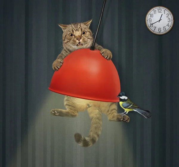 Gato Beige Balancea Sobre Una Araña Casa — Foto de Stock