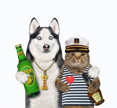 Bir köpek, bej bir kedi denizciye sarılır. Beyaz arka plan. İzole edilmiş.