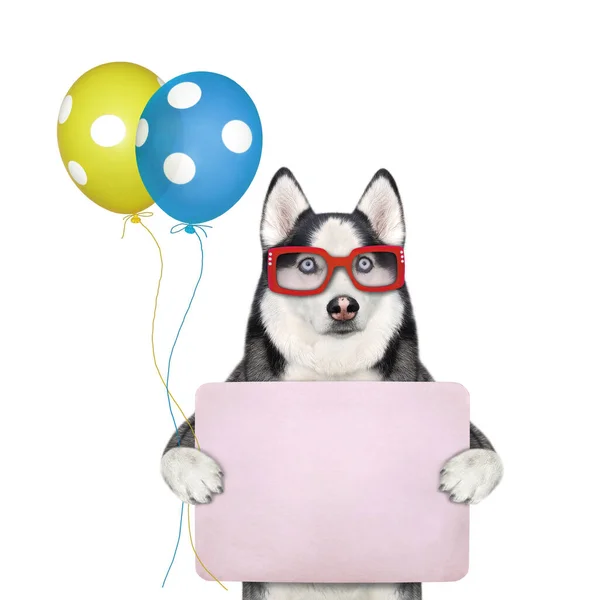 Собачья Хаски Очках Держит Цветные Воздушные Шары Пустой Праздничный Плакат — стоковое фото