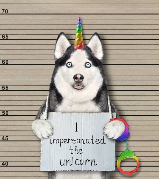 Dog Husky Arrested Has Sign Its Neck Says Impersonated Unicorn — Stock Photo, Image