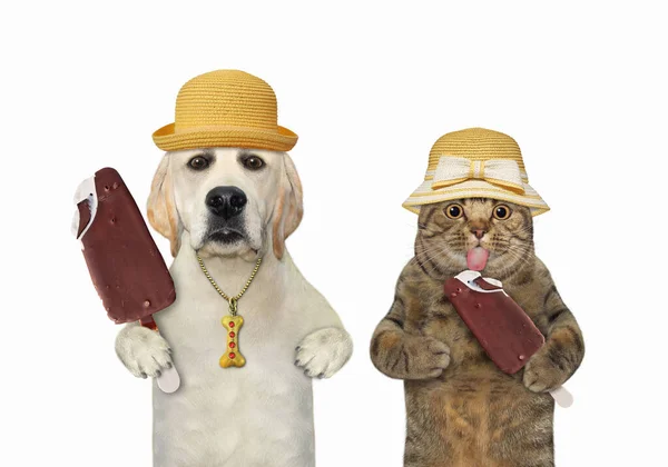 藁帽子のベージュの猫と犬のラブラドールは一緒にアイスクリームを食べています 白地だ — ストック写真